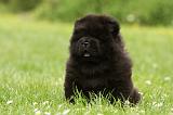 CHOW CHOW 562